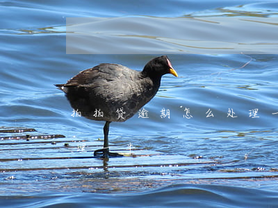 拍拍贷逾期怎么处理一半(拍拍贷逾期怎么处理一半)
