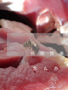 拍拍贷逾期想还款怎么办(拍拍贷逾期想还款怎么办)