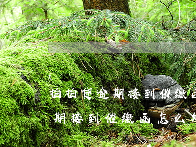 拍拍贷逾期接到催缴函怎么处理-拍拍贷逾期接到催缴函怎么处理的