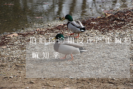 拍拍贷逾期没还严重嘛(拍拍贷逾期没还严重嘛知乎)