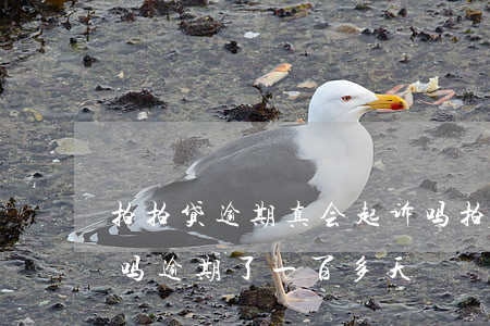 拍拍贷逾期真会起诉吗(拍拍贷逾期会被起诉吗逾期了一百多天)