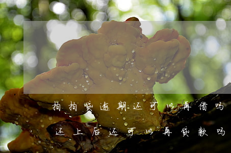 拍拍贷逾期还可以再借吗(拍拍贷逾期一个月还上后,还可以再贷款吗?)