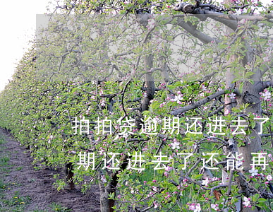 拍拍贷逾期还进去了还能再借吗-拍拍贷逾期还进去了还能再借吗安全吗