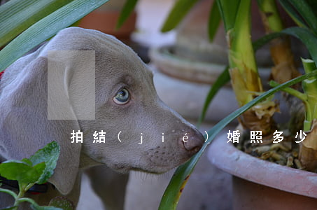 拍結(jié)婚照多少錢