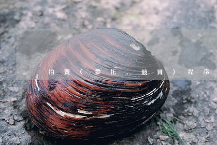 拍賣(委托、競買)程序