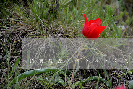 拍賣房產(chǎn)的基本程序