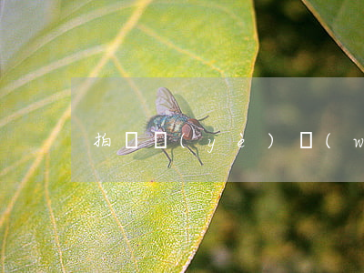 拍賣業(yè)務(wù)的程序