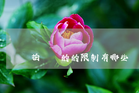 拍賣標的的限制有哪些