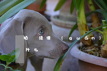 拍賣法律關(guān)系的概念與特征是什么