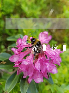 拍賣特點