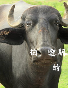 拍賣逾期違約會(huì)怎樣(拍賣款逾期繳納的規(guī)定)