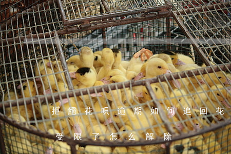 拒絕花唄逾期如何追回(花唄沒有逾期怎么就受限了,怎么解除)
