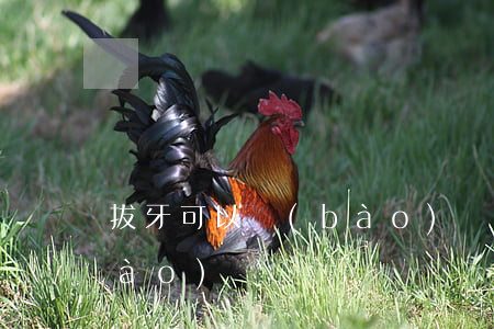 拔牙可以報(bào)銷嗎(拔牙可以報(bào)銷嗎)
