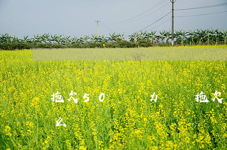 拖欠50萬無力償還(拖欠50萬無力償還怎么辦)