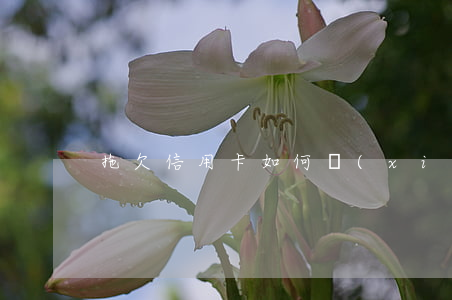 拖欠信用卡如何協(xié)商