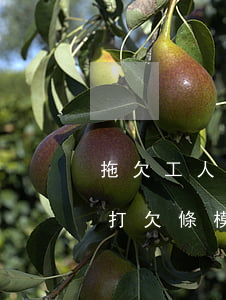 拖欠工人工資怎么打欠條(拖欠工人工資怎么打欠條模板)
