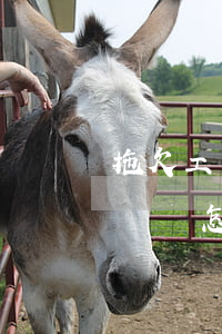 拖欠工資的起訴書怎么寫(討要拖欠工資的起訴書怎么寫)