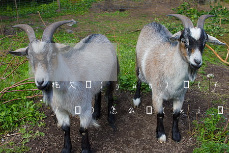 拖欠運(yùn)費(fèi)起訴書(shū)怎么寫(xiě)(拖欠運(yùn)費(fèi)起訴書(shū)范文)