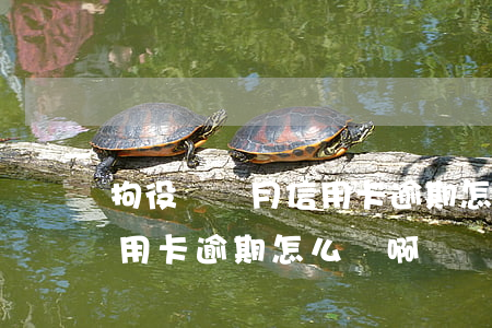 拘役兩個月信用卡逾期怎么辦(拘役兩個月信用卡逾期怎么辦啊)