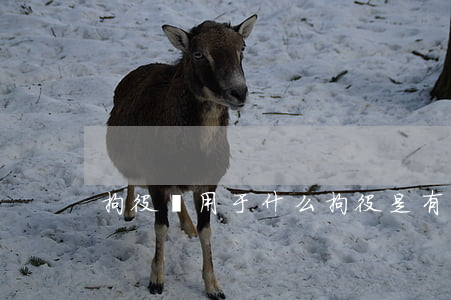 拘役適用于什么,拘役是有期徒刑嗎