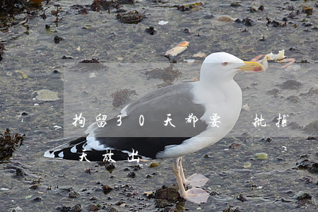 拘留30天都要報批捕嗎(為什么要拘留30天放出來)