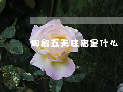 拘留五天住宿是什么樣(拘留五天在里面受罪嗎)
