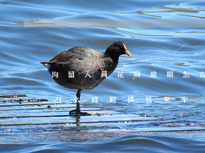 拘留人員花唄逾期怎么辦(信用卡花唄逾期了什么時候抓我坐牢)