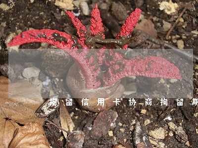 拘留信用卡协商 拘留期信用卡怎么处理