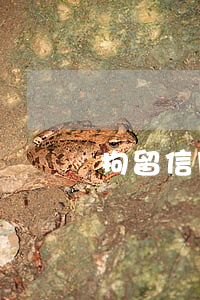 拘留信用卡逾期(拘留信用卡逾期怎么辦)