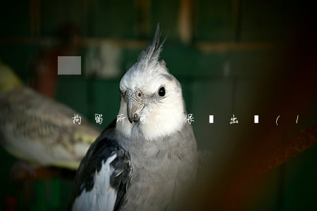 拘留所可以保釋出來(lái)嗎