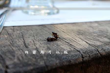 拘留所可以探視嗎