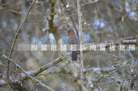 拘留批捕起訴(拘留被批捕了怎么辦)