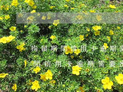 拘留期間信用卡逾期需要出利息嗎-拘留期間信用卡逾期需要出利息嗎知乎