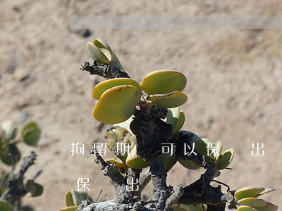 拘留期間可以保釋出來嗎(醉駕拘留期間可以保釋出來嗎)