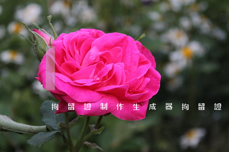 拘留證制作生成器(拘留證書在線制作)