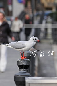 拘留过的人算不算案底