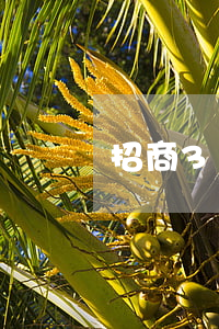 招商3萬逾期(招商3萬逾期)