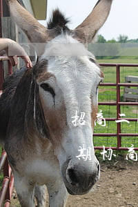 招商二次逾期第二天还可以吗上海-招商逾期协商后第二次逾期