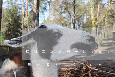 招商五萬逾期一個(gè)月起訴是真的嗎 招商逾期一個(gè)月就起訴了