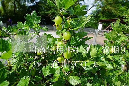 招商信用卡13萬逾期90天(招商信用卡13萬逾期90天) 招商信用卡13萬逾期90天(招商信用卡13萬逾期90天)