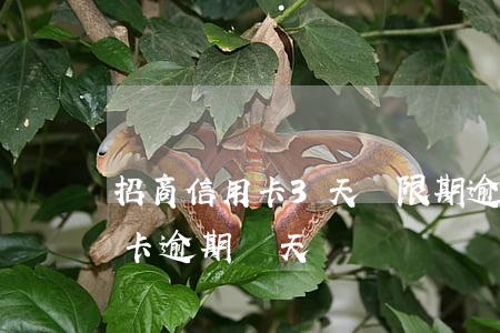 招商信用卡3天寬限期逾期2分鐘(招行信用卡逾期兩天)