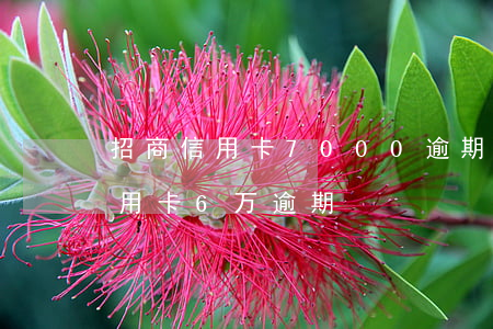 招商信用卡7000逾期3年多(招商银行信用卡6万逾期)