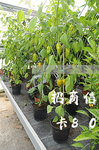 招商信用卡8000逾期兩個月-招商信用卡8000逾期兩個月會怎么樣
