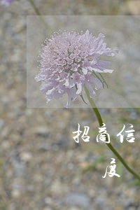 招商信用卡三萬六透支額度(招商信用卡6萬額度屬于什么級別)