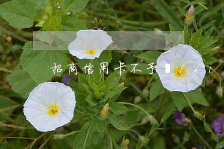 招商信用卡不予協(xié)商