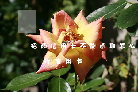 招商信用卡不能逾期怎么辦(有逾期能辦招商銀行信用卡嗎)