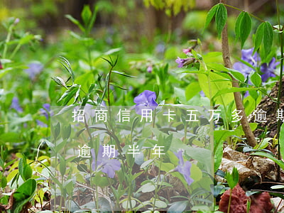 招商信用卡五万多逾期一年(招商信用卡1万逾期半年)