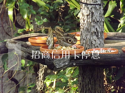 招商信用卡停息掛賬嗎(招行停息掛賬條件)