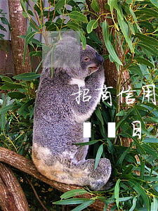 招商信用卡利息怎么看-怎么看招商信用卡賬單日