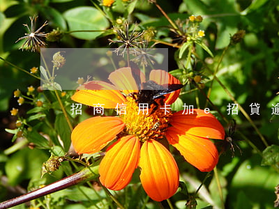 招商信用卡加e招貸逾期(招行信用卡e招貸)